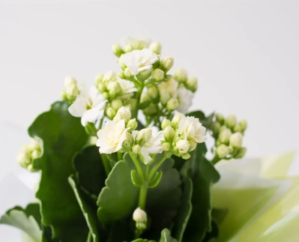 Flor da Fortuna Branca para Presente - Imagem 2