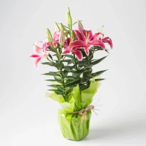 Lírios Plantados