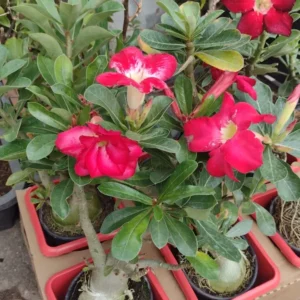 Rosa Do Deserto