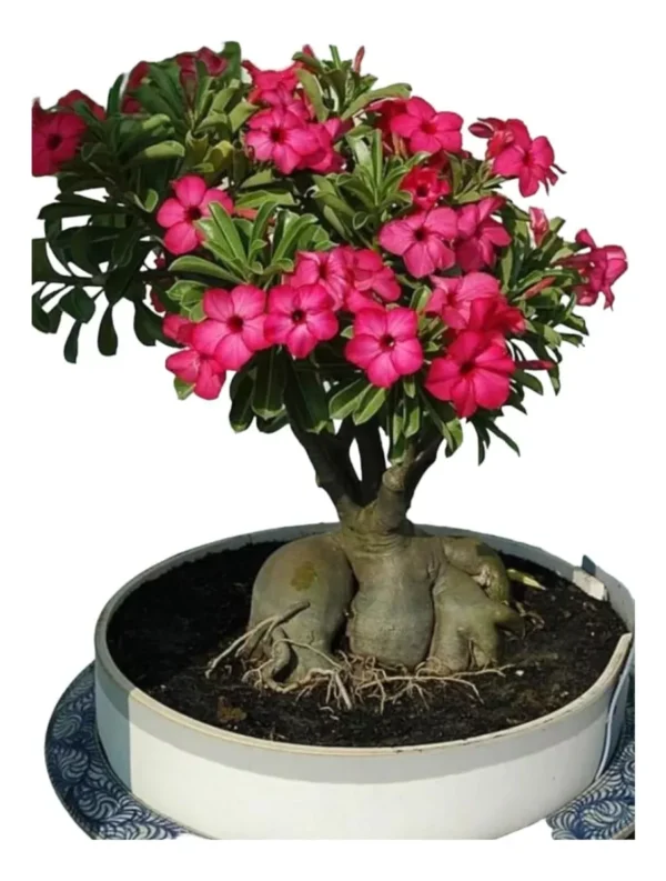 Rosa Do Deserto - Imagem 2